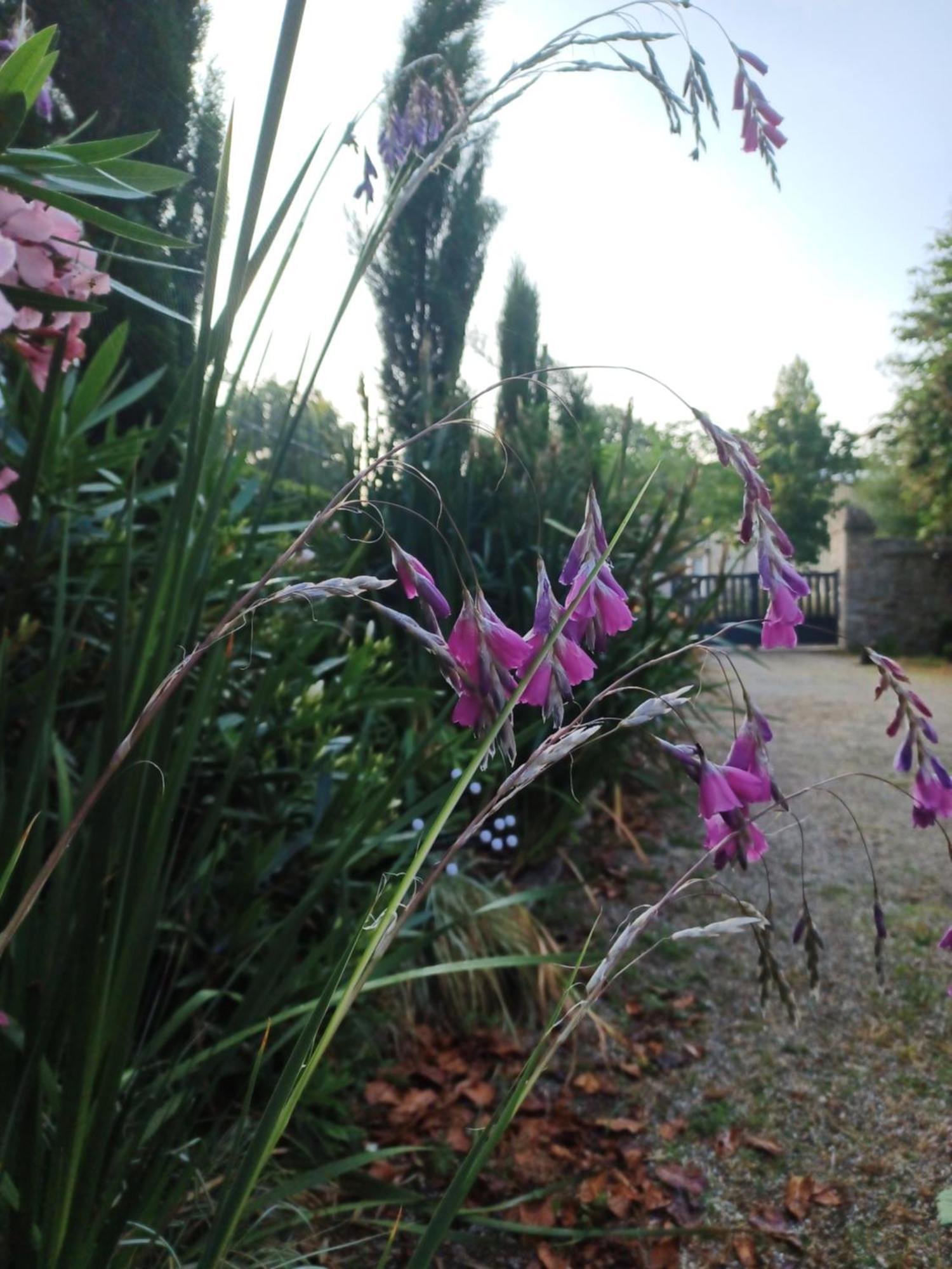 Le Banellou Bed & Breakfast Quimper Eksteriør bilde