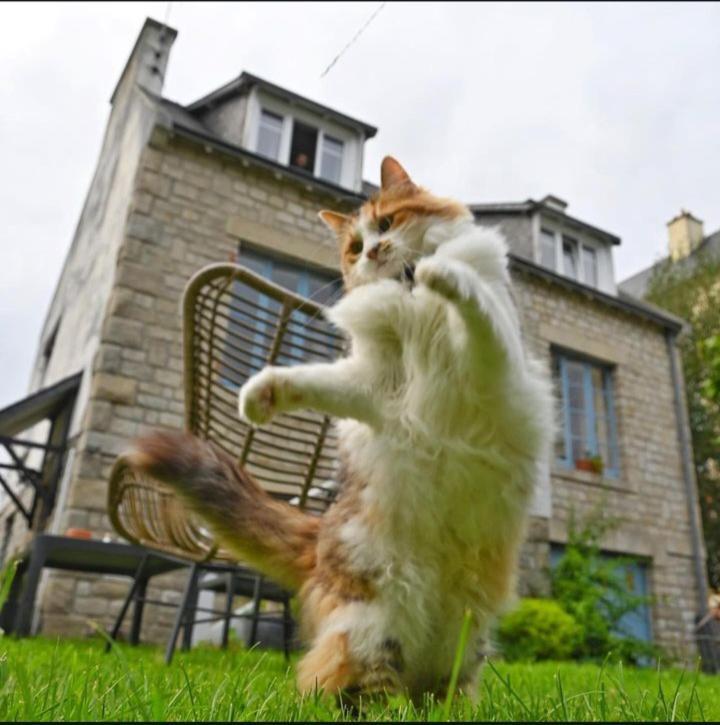 Le Banellou Bed & Breakfast Quimper Eksteriør bilde